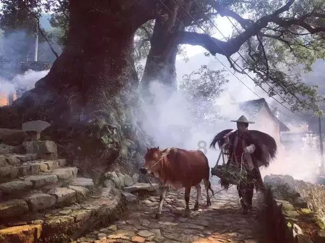 春雨直播app